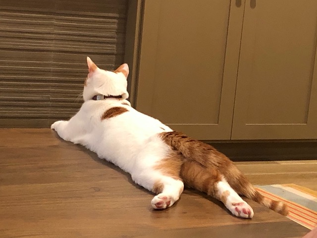 Gizmo sprawled on the coffee table