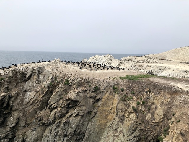 Day trip to Point Lobos!