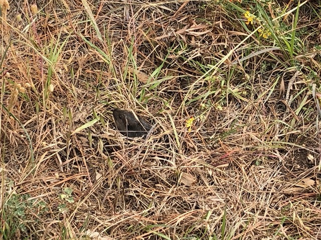 A vole poking its head out!