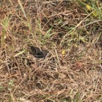 IMG_9914.jpeg