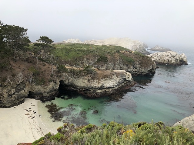 Harbor seals with their pups