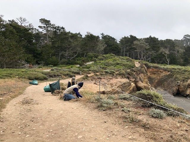 Putting in new native plants and uprooting invasives