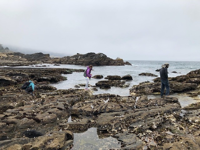 Picking their way over the rocks