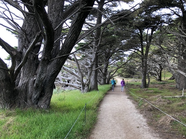 The beautiful hike to Cypress Point
