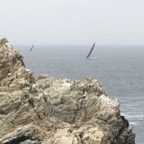 IMG_9939.jpeg