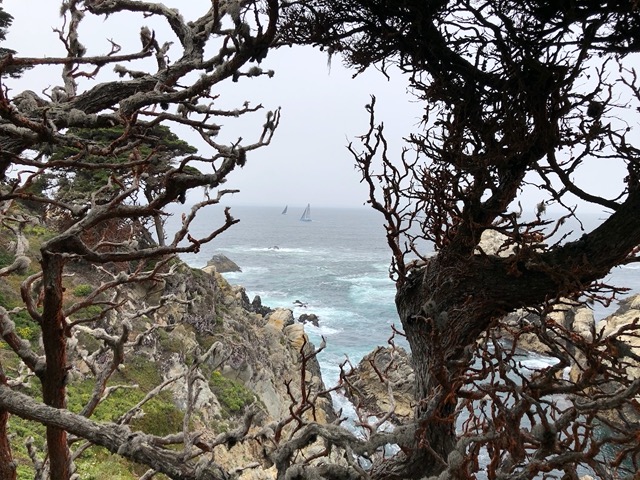 I like this one, with the racing sailboats framed by the trees