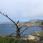 IMG_9951.jpeg