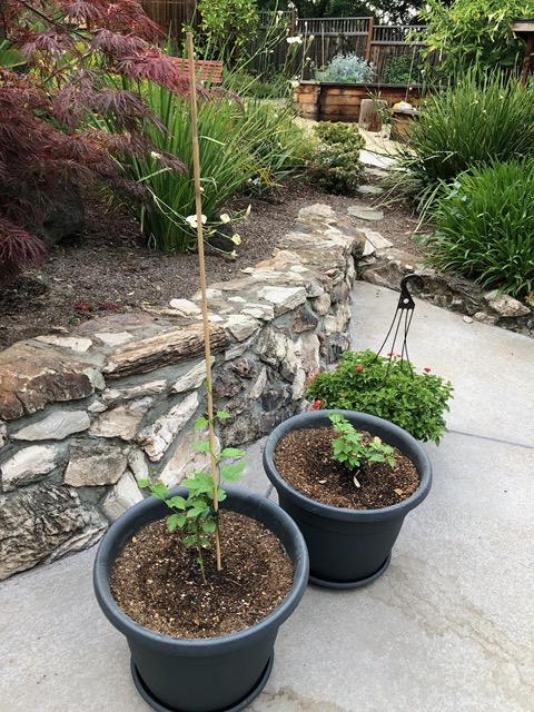 June 1:  look how much my hops plants have grown since May 18!