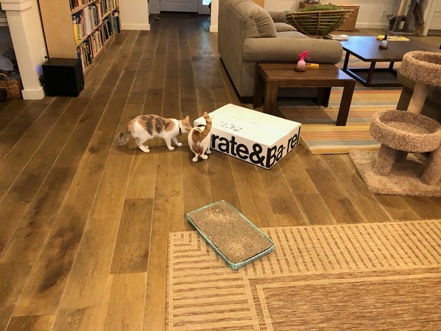 I cut a hole in a Crate and Barrel box for the cats