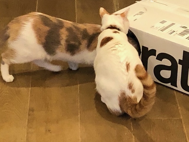 They investigate.  I try to have new things for them to explore every couple days (mostly bags, boxes, crumpled paper etc.)