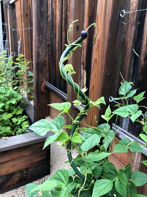 They're growing like crazy up the supports!