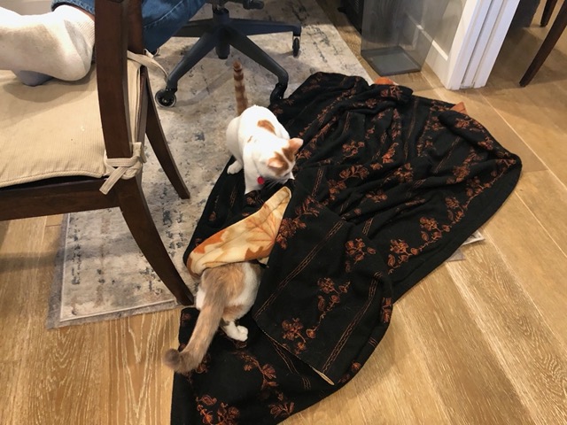 Cats playing with blanket