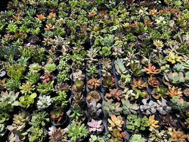 Eeee!  Lots of little succulents