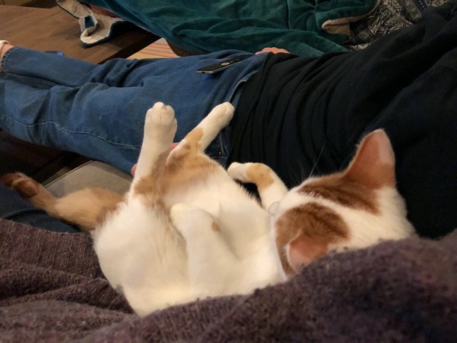 Gizmo relaxing on the couch between us