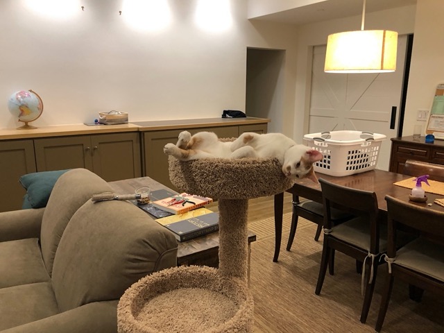 Gizmo relaxing in the tower
