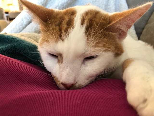 Snoozing on my chest