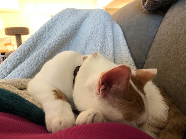 A nap