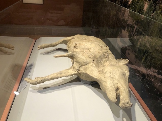 Cast of a domestic pig, found at Boscoreale, near Pompeii