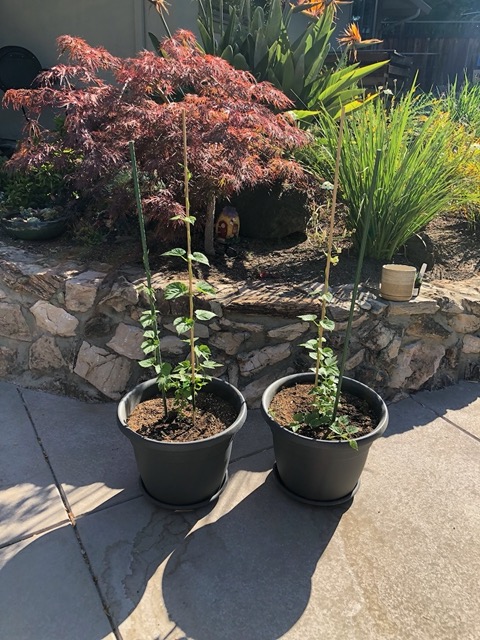 My hops plants!  Are growing like crazy!