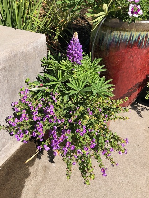 The lupine is blooming!