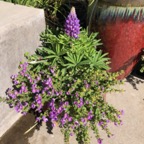 IMG_0129.jpeg