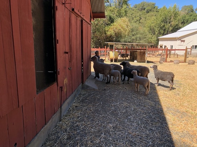 Owen letting the (newly shorn) sheep into the barn