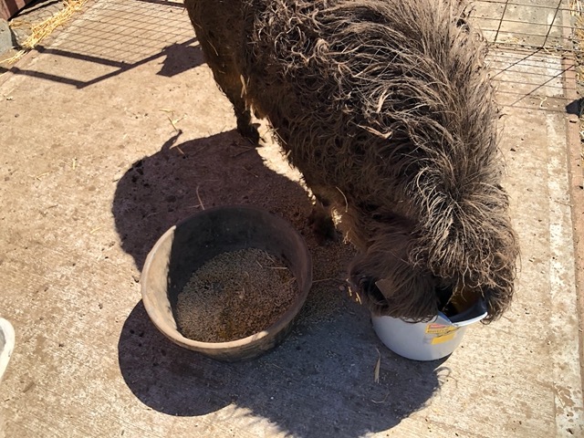 Martha just eats the eggs