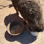 IMG_0134.jpeg