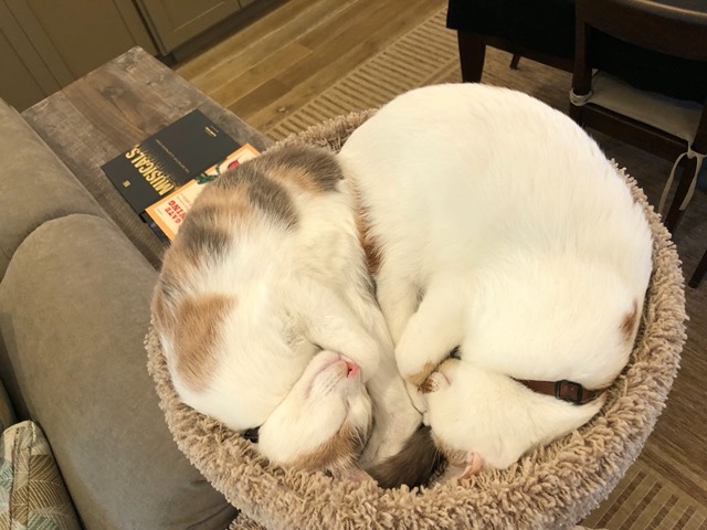 The cats are taking up more of the tower now