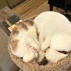 IMG_0139.jpeg