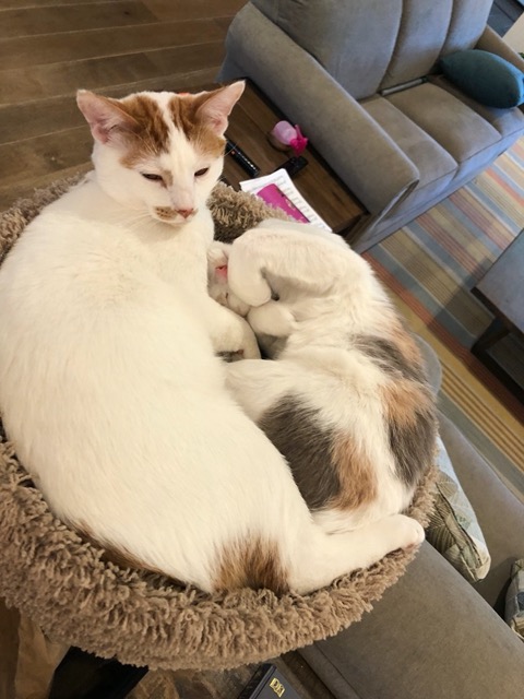 They make almost a solid disk of cat