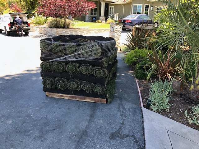I find sod so bizarre.  It's rolled up, like carpet, but it's alive
