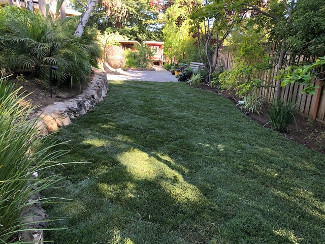 By evening, the sod was laid out!