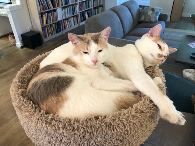 Disk of cat, with limbs hanging out