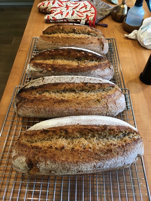 Very happy with the rise on these loaves!