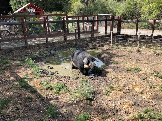 Up at the farm, the male pig is enjoying his wallow