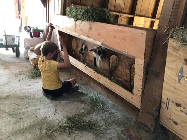 Owen with the new goat trough.  It opens to remove old hay