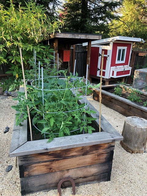 Mike's tomatoes are coming up nicely!