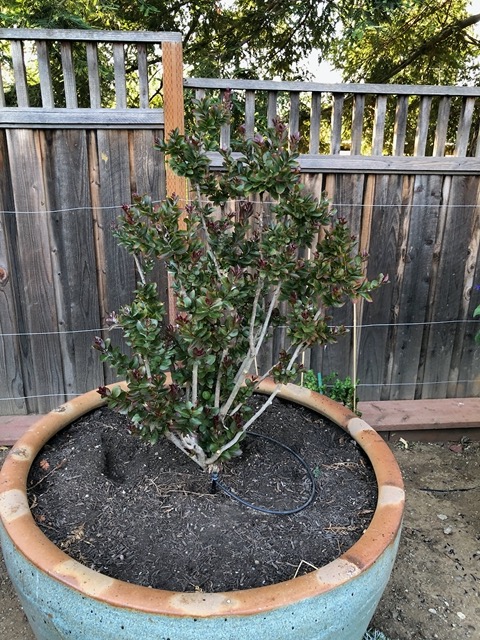 And the crepe myrtle, which is not dead, is leaving in