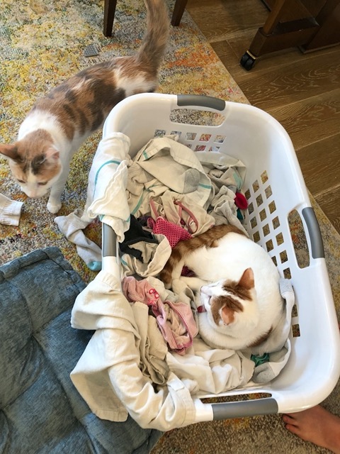 Gizmo in the laundry basket