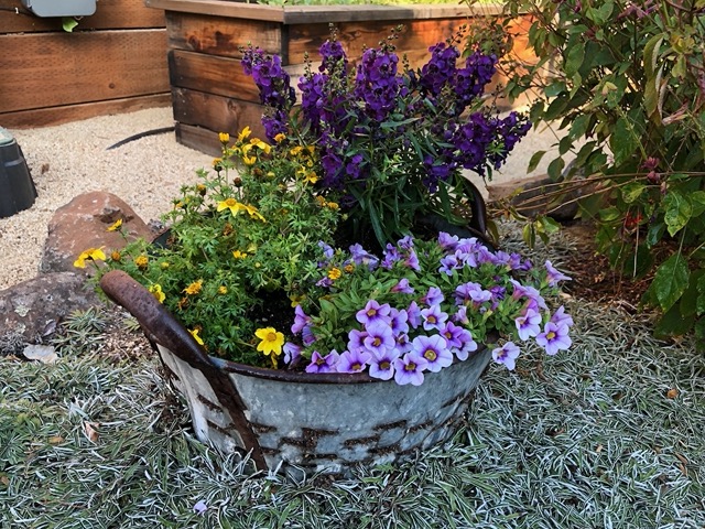 With just two colors: purple and yellow (calibrachoa is both)