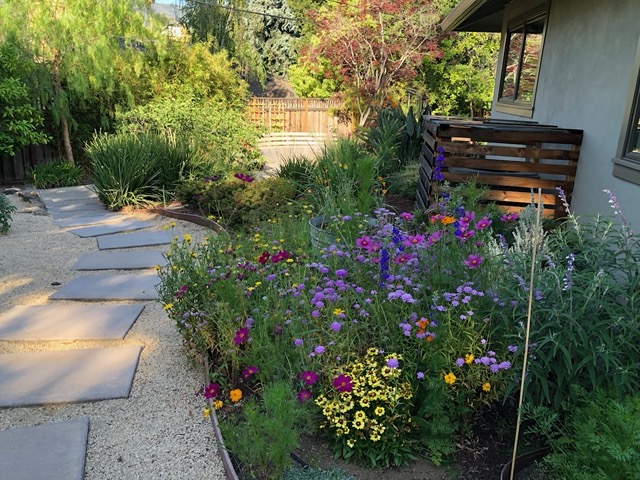 The wildflower seed Mike scattered in the sun garden is blooming under Ellie's window