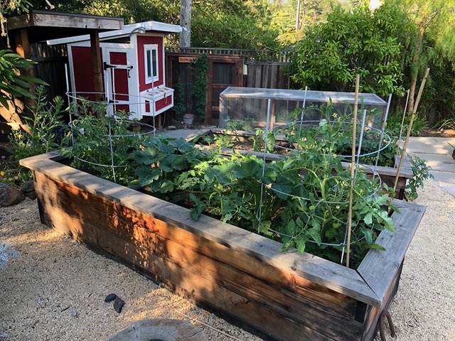 The tomatoes and zucchini are doing great