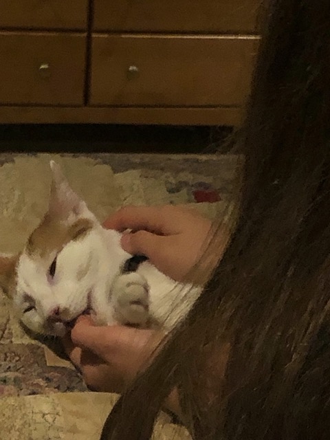 Gizmo, totally relaxed, licking Ellie's thumb