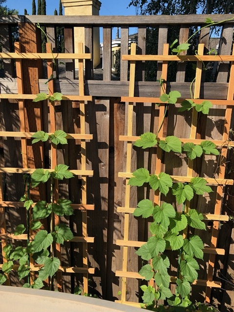 Hops are in place, growing up trellises!  (Just 10 days after last photo)