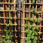 IMG_0294.jpeg