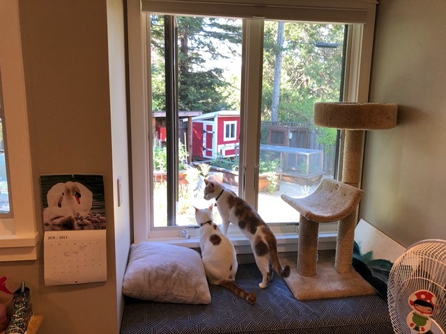 The cats do too