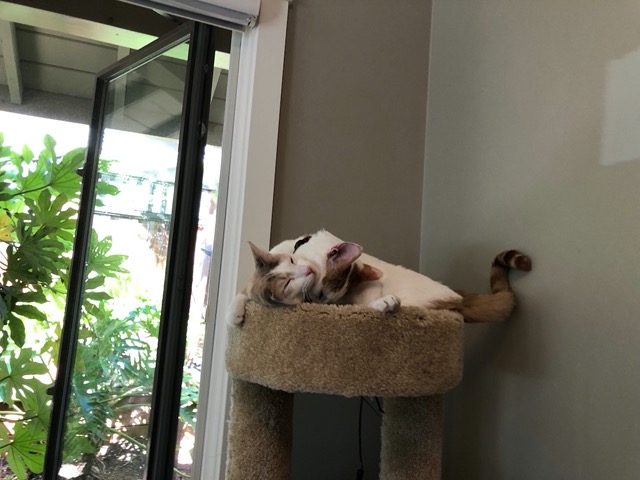 The cats in the office