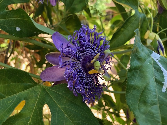 Passionflower vine