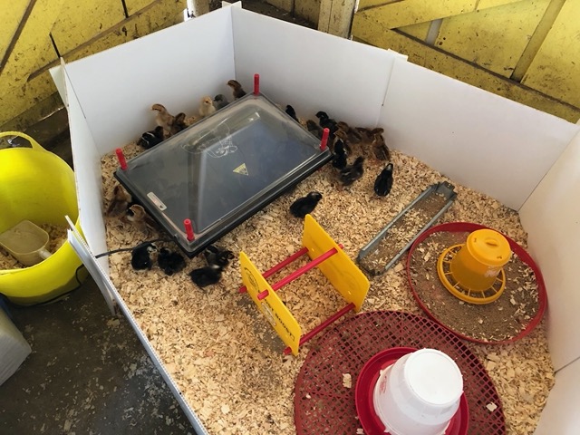 That afternoon we go up to the farm.  There are new chicks!